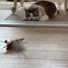 あやぽてと