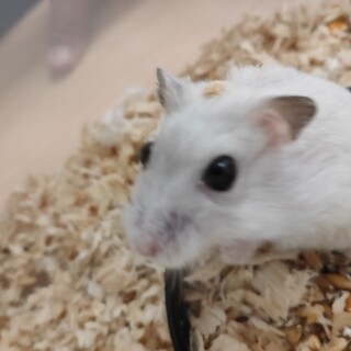 元気なハムスター！