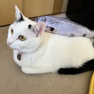 マス寿司ミコト