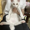 白猫ちゃん