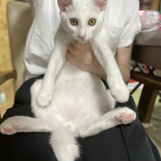 白猫ちゃん