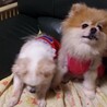 ここレオちゃん