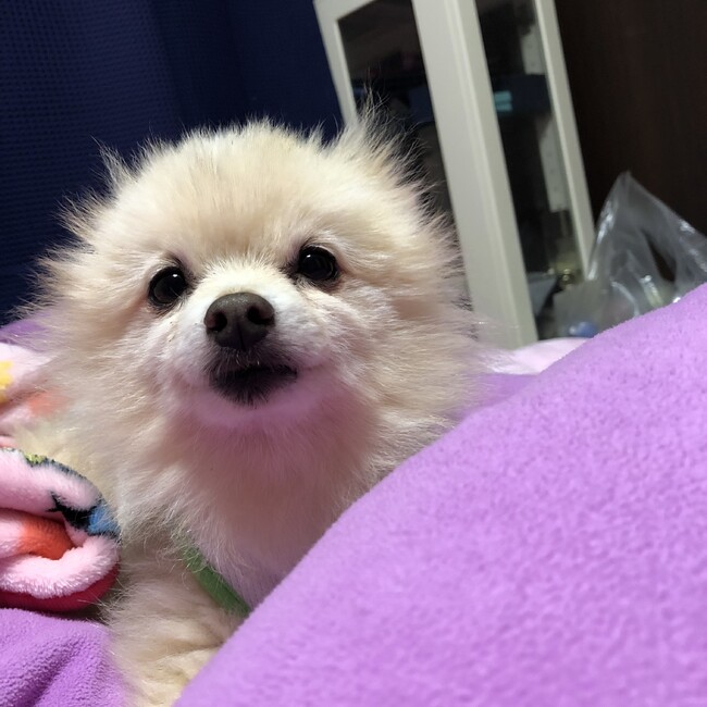 ここレオちゃんのカバー写真