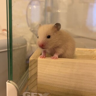 ゴールデンハムスターのキンクマ、男の子