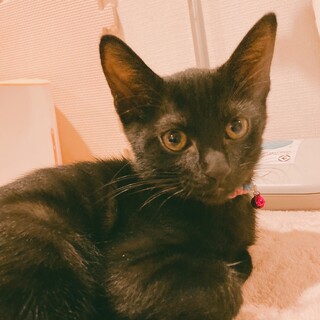 運動神経抜群ですෆ⃛クロちゃん