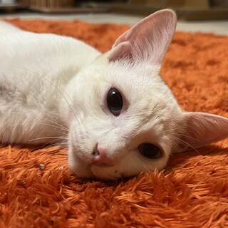 生後6ヶ月程度の猫たらしな白系の男の子