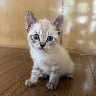 募集一時停止　生後2ヶ月の子猫
