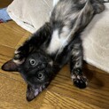 とっても人懐っこいサビ柄の姉妹の子猫