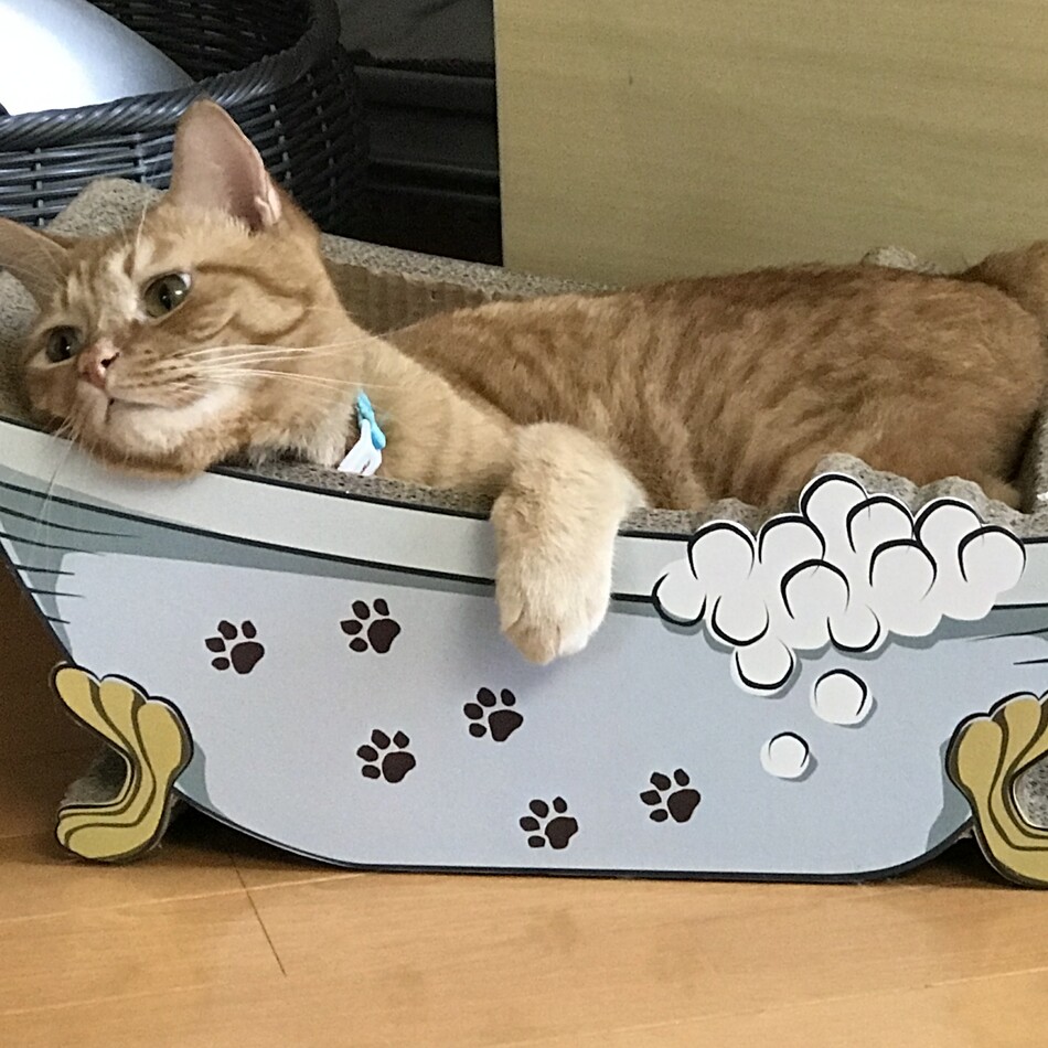 冨澤　こはくのカバー写真
