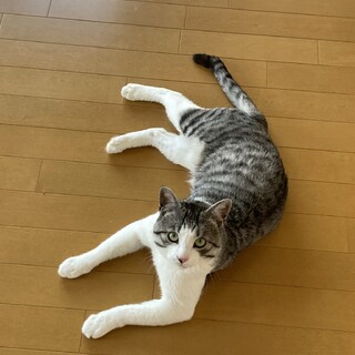 サバトラの2歳の元気な男の子です