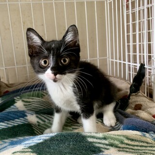 交通事故にあったお母さん猫が守り抜いた子猫