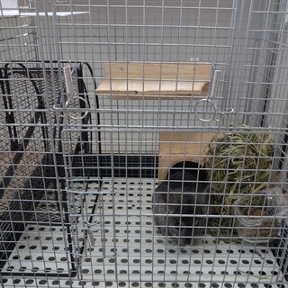 可愛いチンチラの里親募集