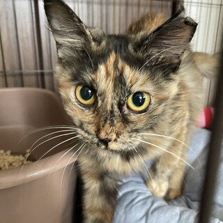 ベタ馴れのお目目くりくりサビ猫ちゃん♀