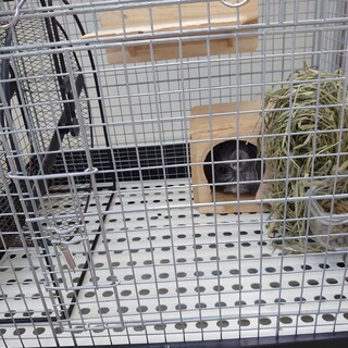 可愛いチンチラの里親募集