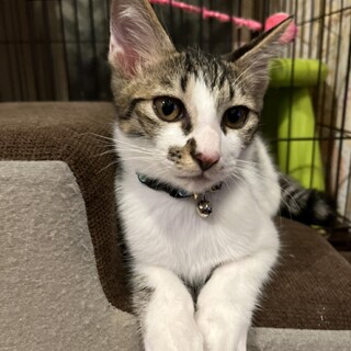 可愛いキジシロの兄弟♡お兄ちゃん