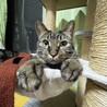 ねまは