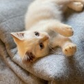 淡いブルーの目をした子猫です