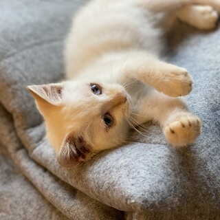 淡いブルーの目をした子猫です