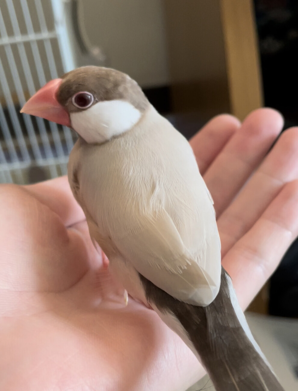 シナモン文鳥1歳」大分県 - 鳥の里親募集(432295) 3枚目の画像