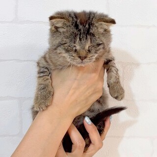 たれ耳全盲スコティッシュ生後約4か月、去勢手術済