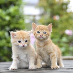 保護ねこ譲渡会 サムネイル2