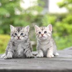 保護ねこ譲渡会 サムネイル3