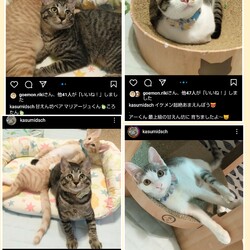 にゃんこ譲渡会 サムネイル2