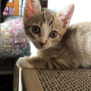 撫で撫で大好きなミルクティちゃん