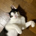 ゴロスリ甘えん坊なイケメン♡お子様OK猫初心者◎