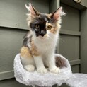 【長毛猫】かわいい三毛猫