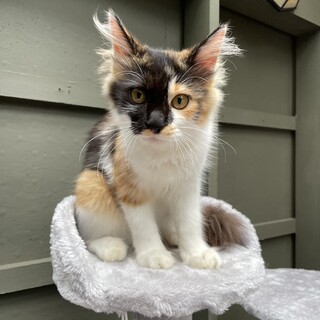【長毛猫】かわいい三毛猫