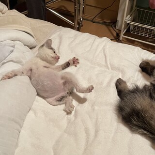 9月初旬生まれのしっぽがないおぽち君