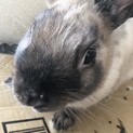 ミニウサギ　　もなかくん
