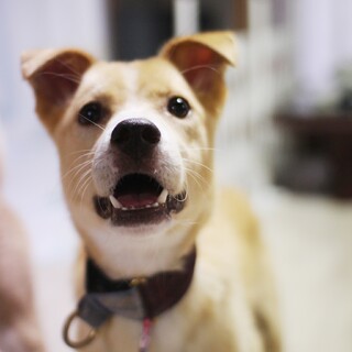 まだ幼犬のノア