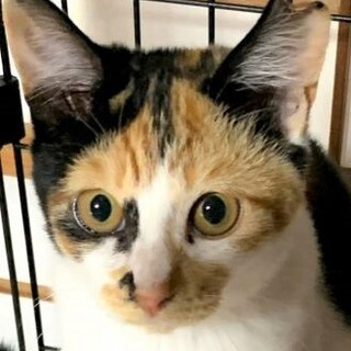 ネコだいすき！三毛の蘭ちゃん♡