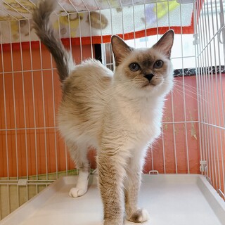 推定2020年位生まれ♀みかん大福ちゃん♡甘えん坊