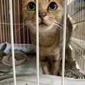 人懐っこくかわいい いちごちゃん