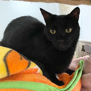 カギ尻尾の「ぎょう」くん☆