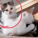 子猫ちゃん里親募集