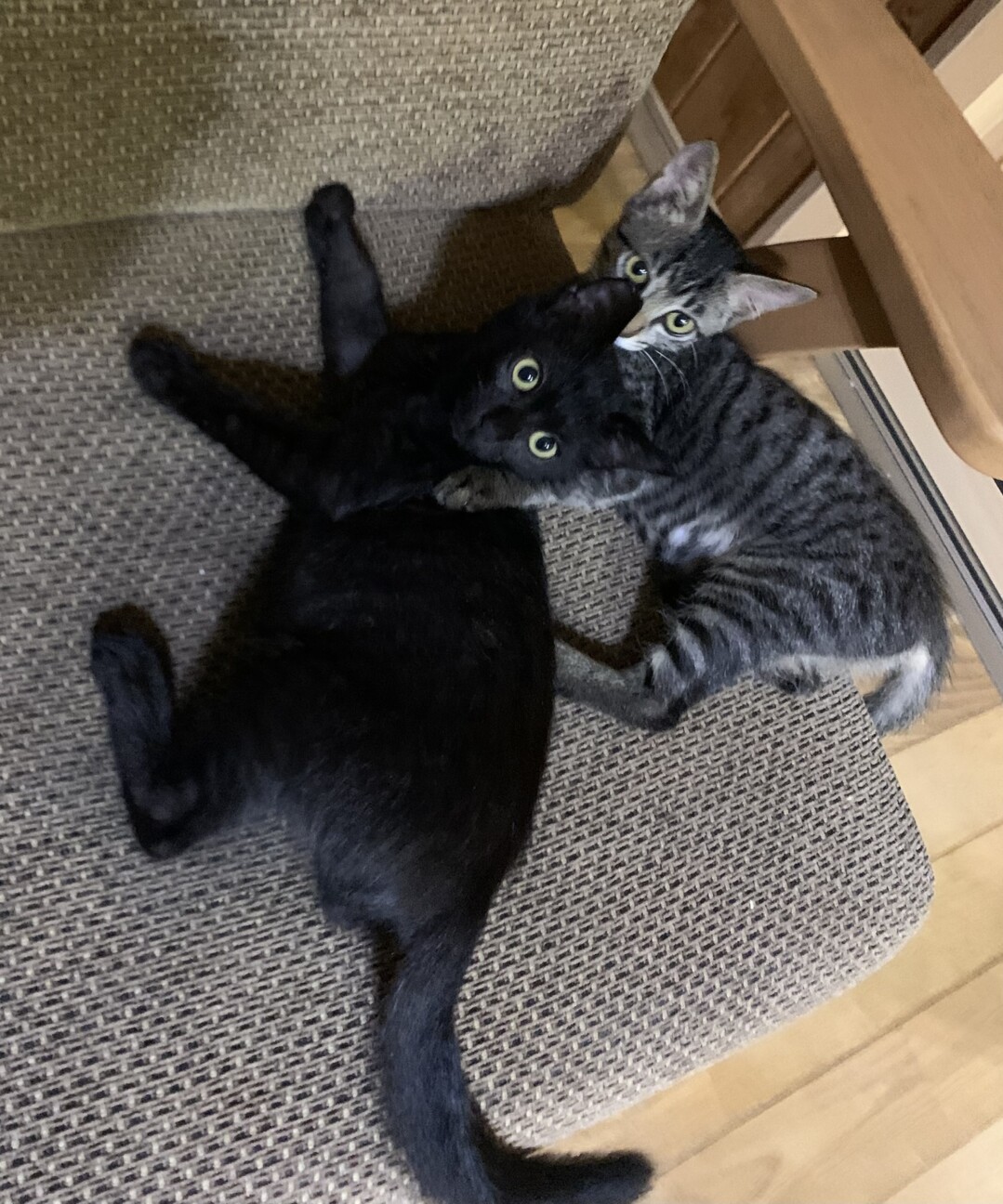 ケンカしても仲良し兄妹 茨城県 猫の里親募集 ペットのおうち 月間利用者150万人