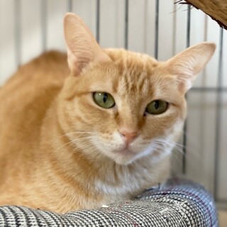 まだまだ若いママ猫「たんぽぽ」ちゃん❤