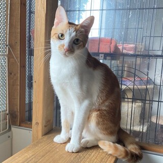 ビビり・お喋りお茶目な「モッツァレラ」ちゃん❤