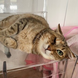 エイズ陽性・甘えっコ「ローリエ」ちゃん❤