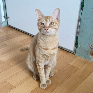 まだビビりの「小籠包」ちゃん❤