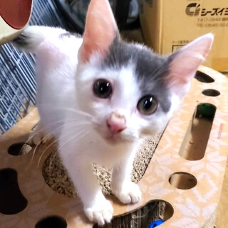 可愛い甘えん坊さん・シルバ君・オス♪