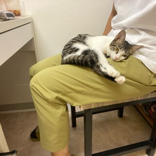 公園に捨てられた猫達の里親さんを探したい。