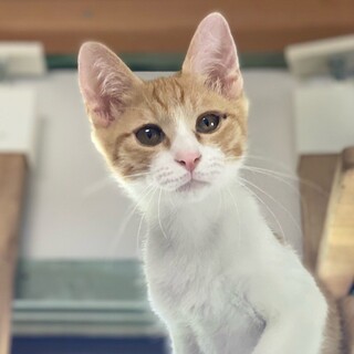 ビビり「けやき」くん❤