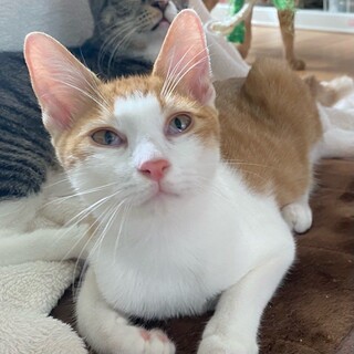 もこもこビビりの「ひのき」くん❤