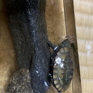 クサガメの赤ちゃん