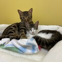 公園に捨てられた猫達の里親さんを探したい。
